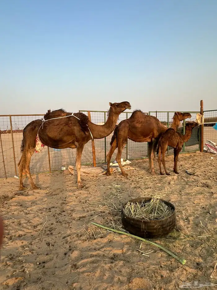 اعرض لكم ناقتين حمر دهم خلفه ولقحه 3