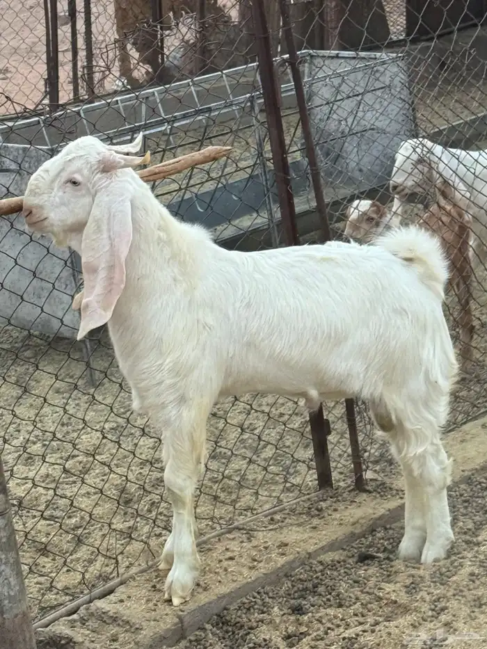 تيس فحل مشروك 1