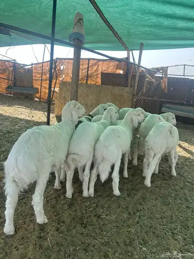 البيع بهم حري index