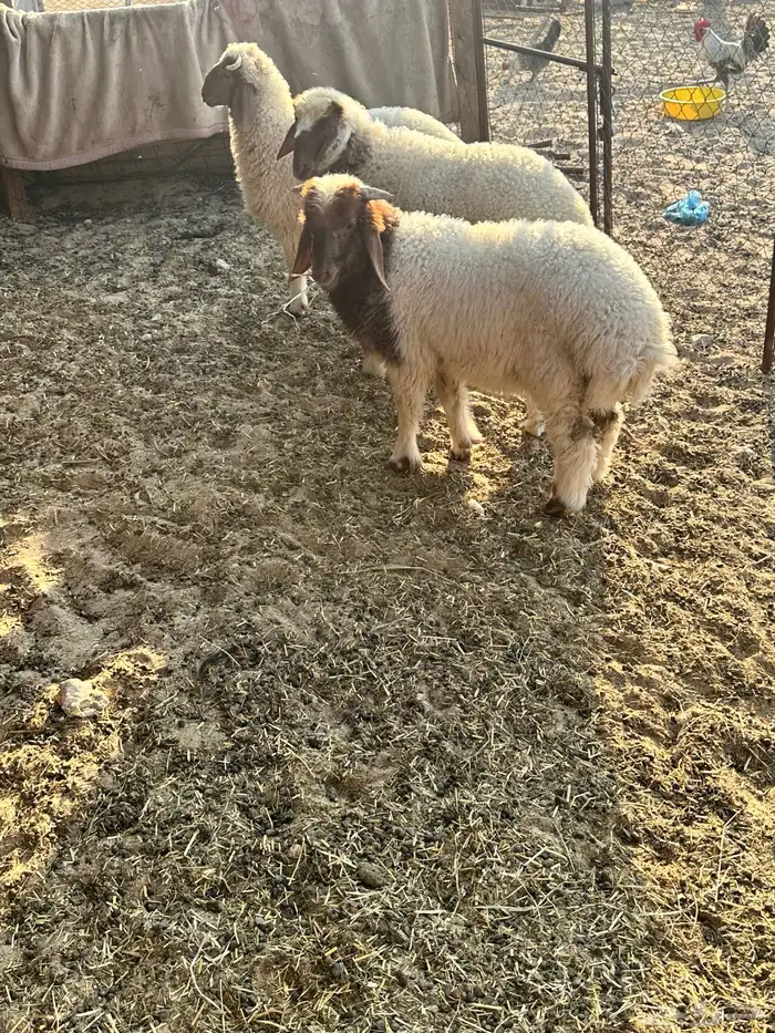 هرافى نعيمي بلدي 2