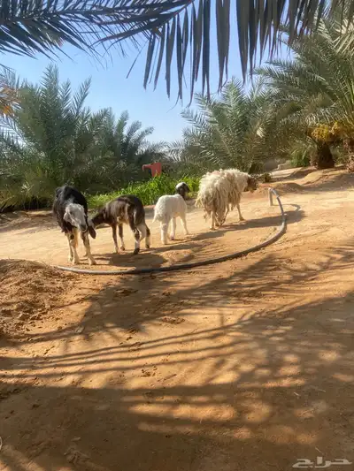 متابيع للبيع index