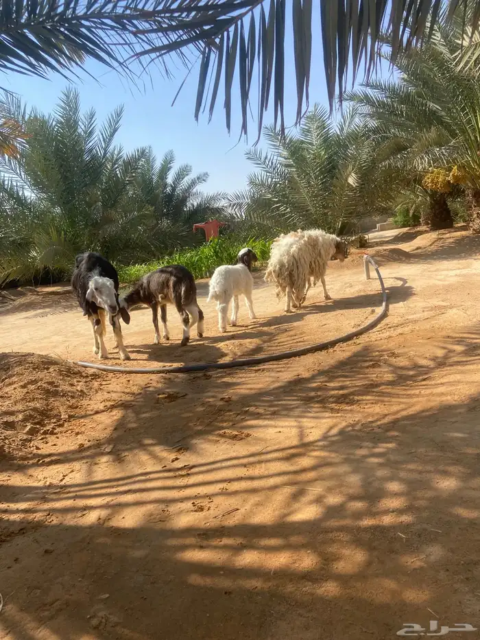 متابيع للبيع 1