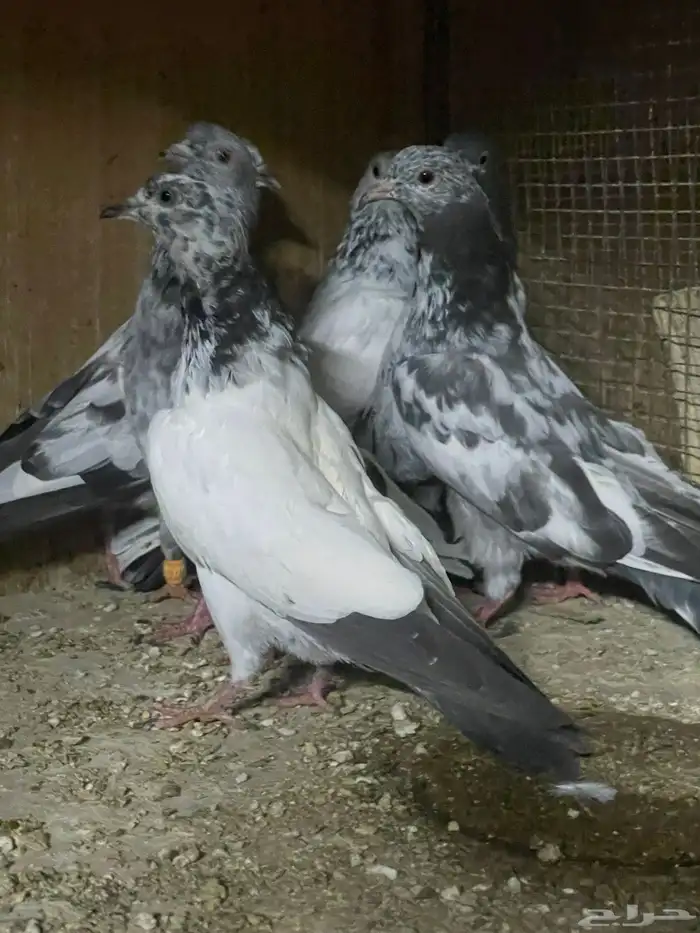 للبيع حمام باكستاني 2