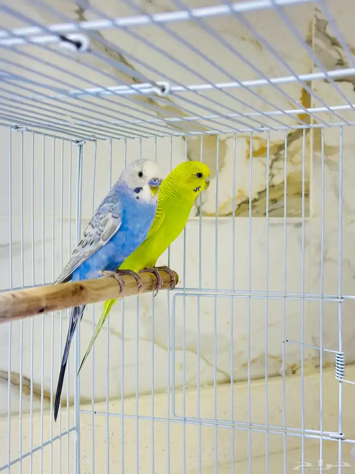 للبيع زوج طيور الحب (ذكر وانثى ) مع القفص 0
