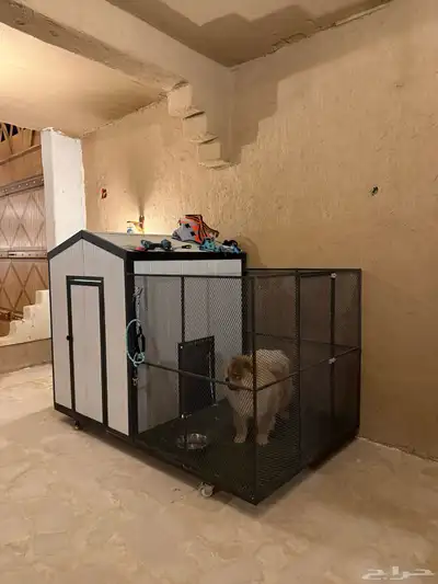 كلب تشاو تشاو index