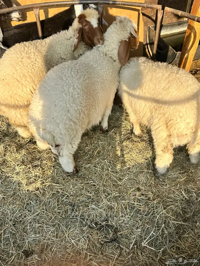 هرافى نعيمي بلدي 4