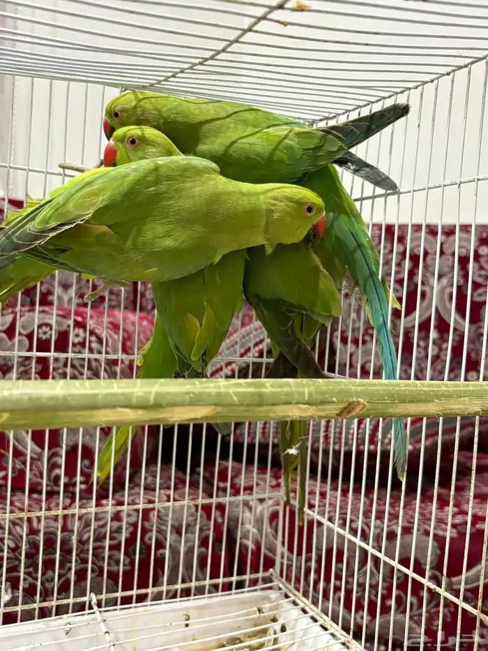 درة هندي ذكور 90 0