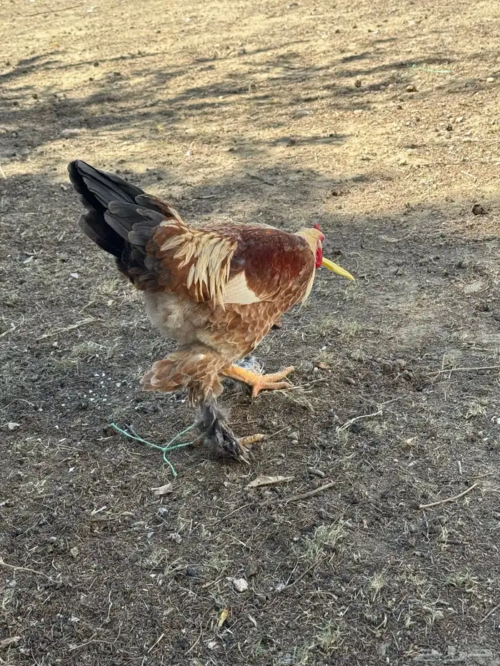 ثلاثة أزواج مهجن مع براهما فاخر من الآخر 11