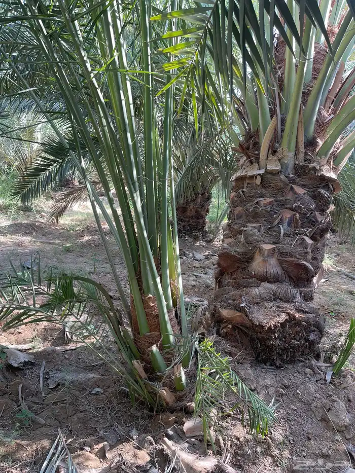 نخل مثمر بجميع أنواعه اخلاص برحي سكري مجدول وجميع انواع الن 8