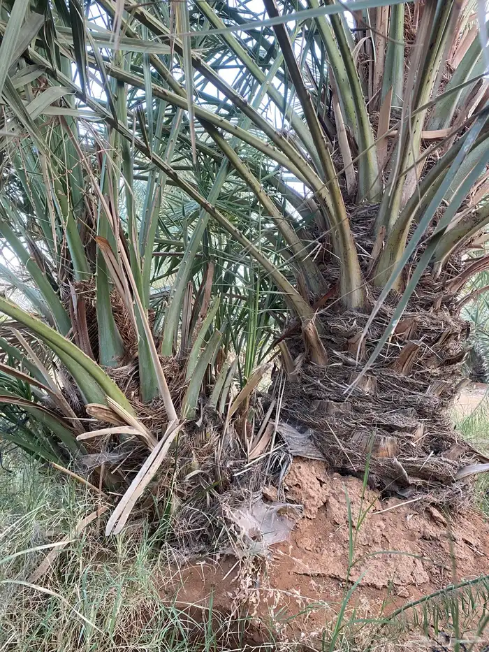 فراخه خلاص طيبه بالحيل وزن 30 كيلو 1