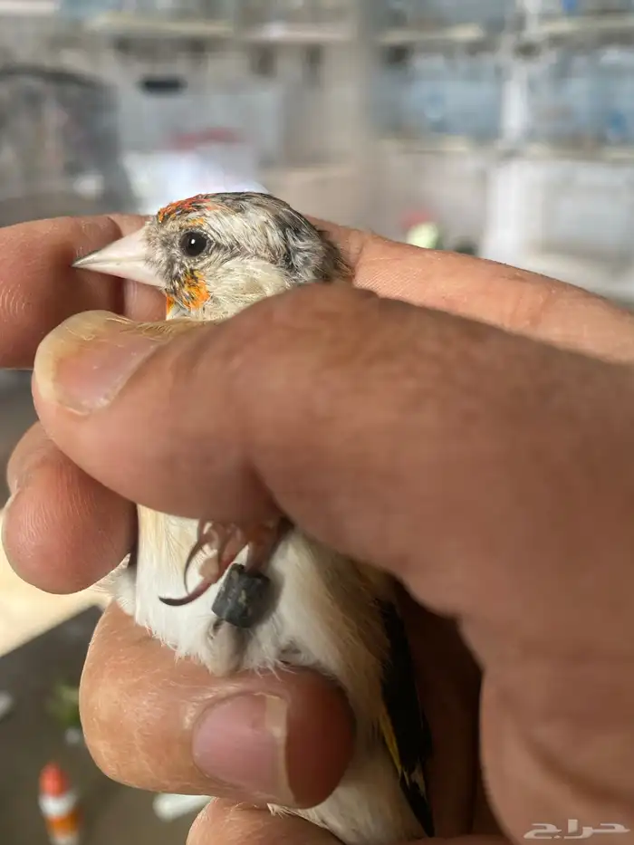 حسون فرخ ذكر تم البيع 0