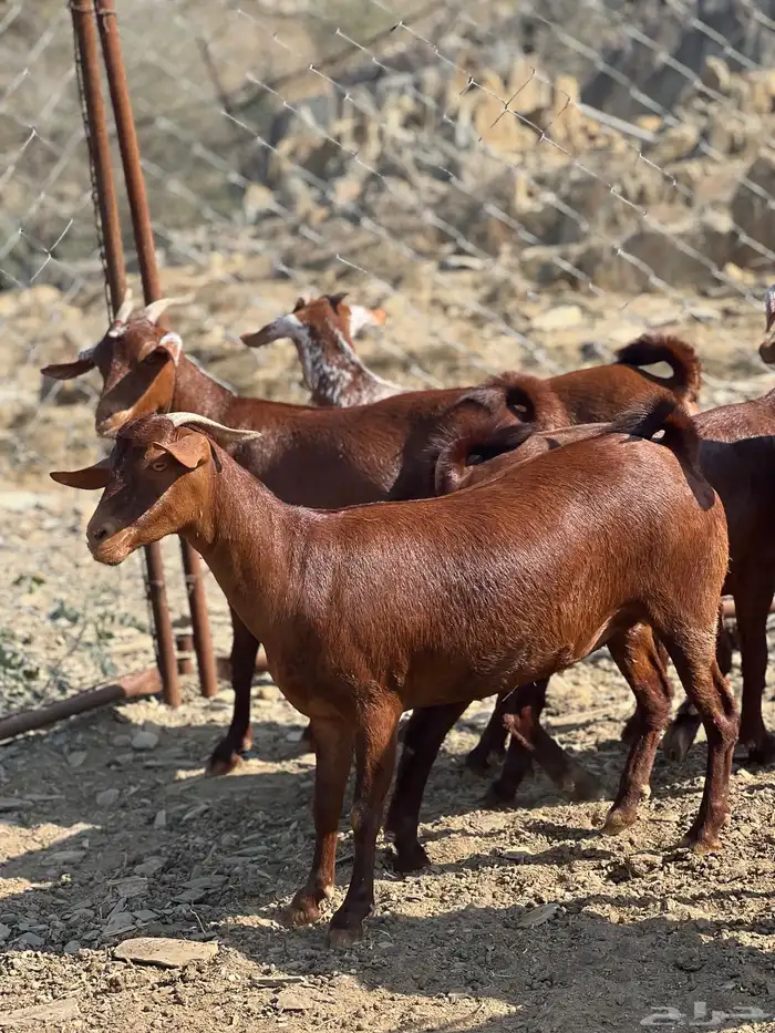 تأسيس مراح فاخر دهم 5