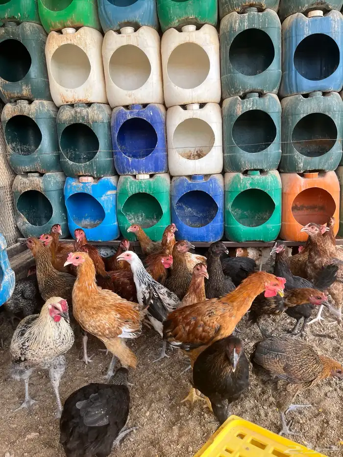 دجاج فيومي وديكه عمر 7 شهور 2