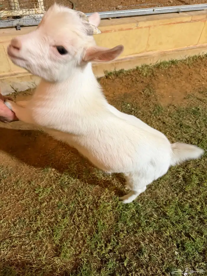 قزمي للبيع 0