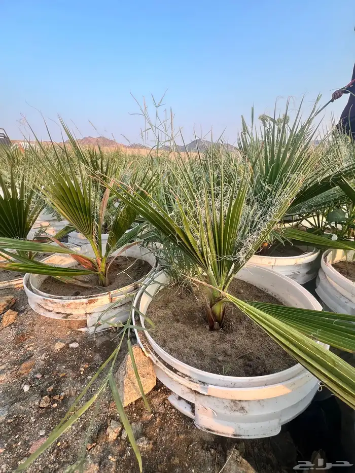 مشروع زراعي للبيع بالكامل بسعر رمزي جدا 5