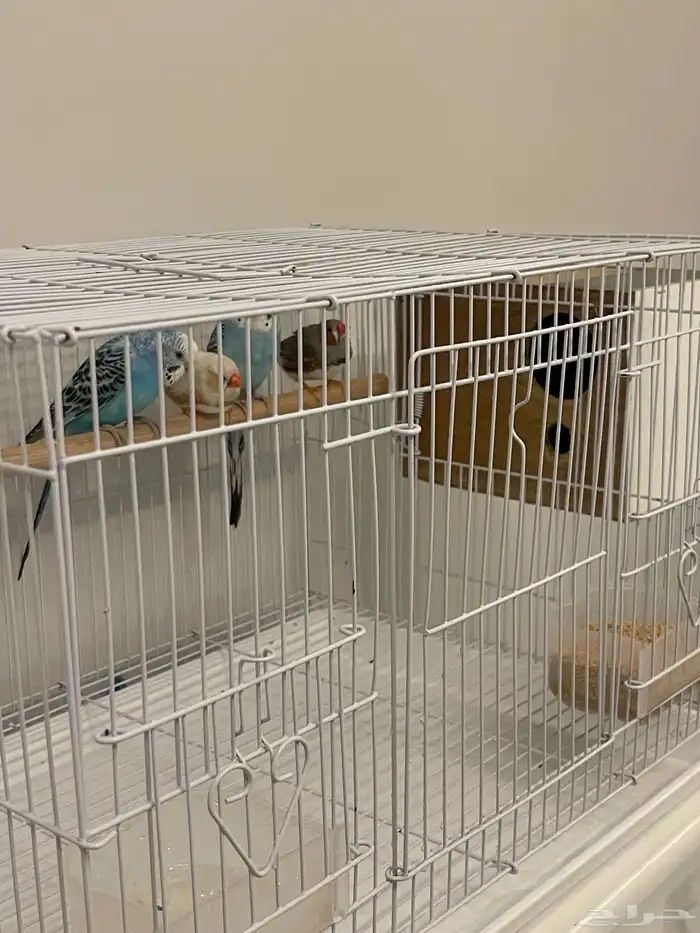 طيور الحب  طيور زيبرا 4