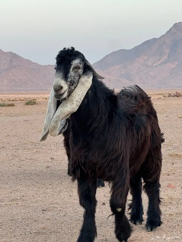 تيوس عوارض _مشاريع فحول 1