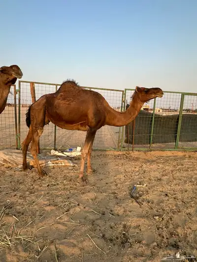 اعرض لكم ناقتين حمر دهم خلفه ولقحه index