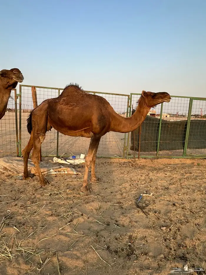 اعرض لكم ناقتين حمر دهم خلفه ولقحه 2