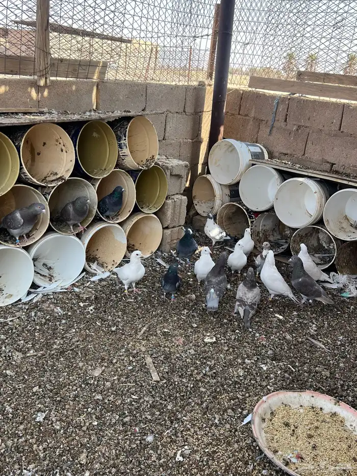 حمام احجام فرنسي 0