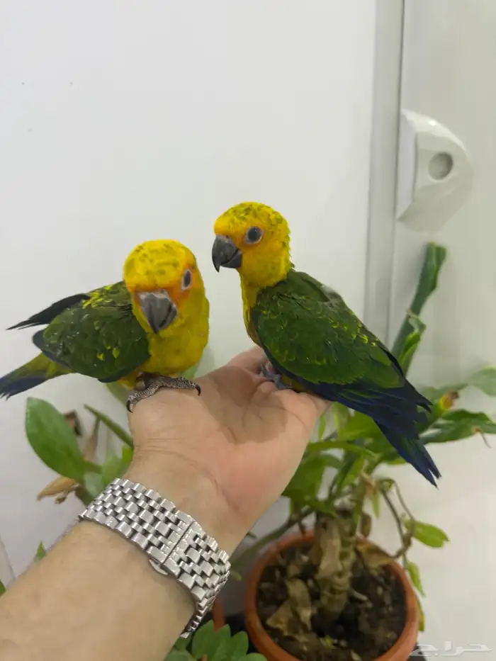 فروخ صن كنيور بعمر 40 يوم فقط بي 700 ريال شامل حضانه 0