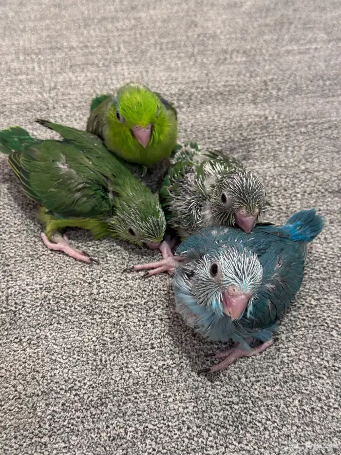 جوز بارتوليت (((تم البيع خارج الموقع))) 2