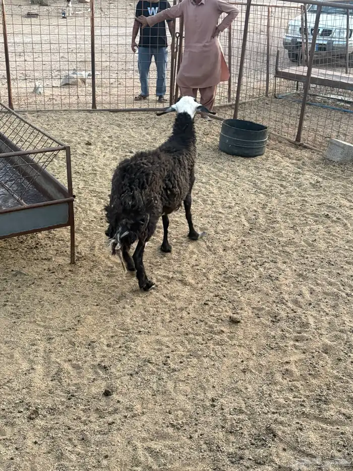 شاه اللبيع 2