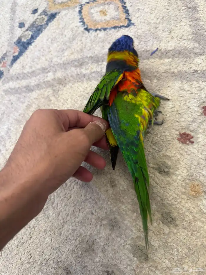 ببغاء لوري 9