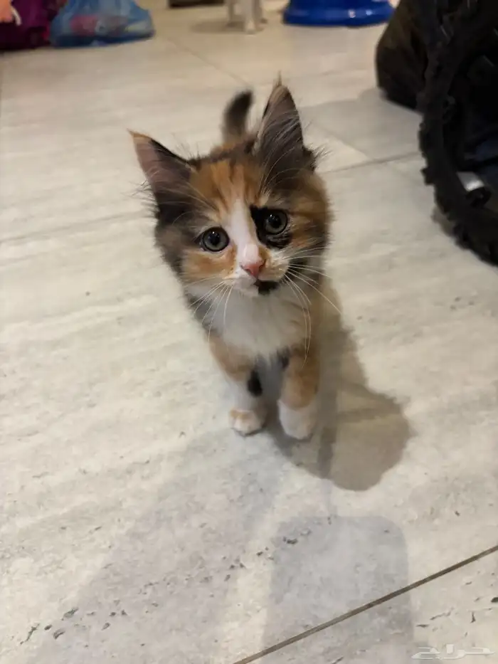 قطط للتبني الأم أمريكي وصغارها 3 عمرهم شهرين 2