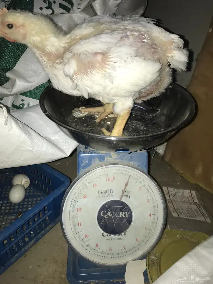 دجاج لاحم روس 1