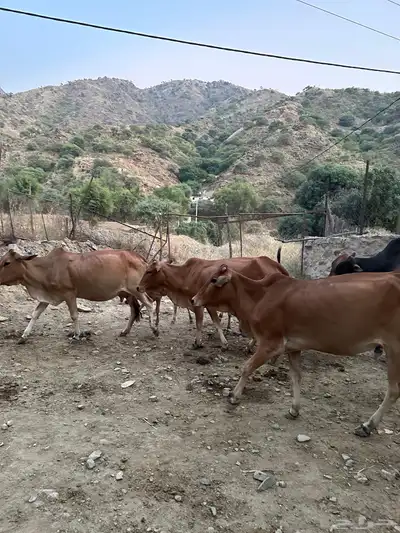 بقر للبيع عدد 5 الموقع رجال المع index