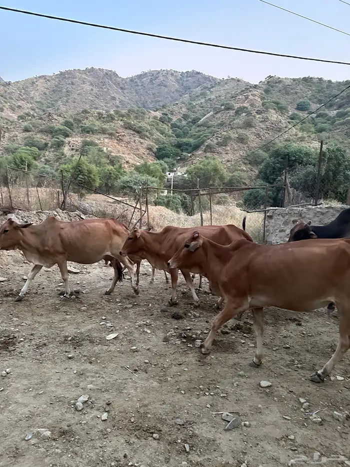 بقر للبيع عدد 5 الموقع رجال المع 2