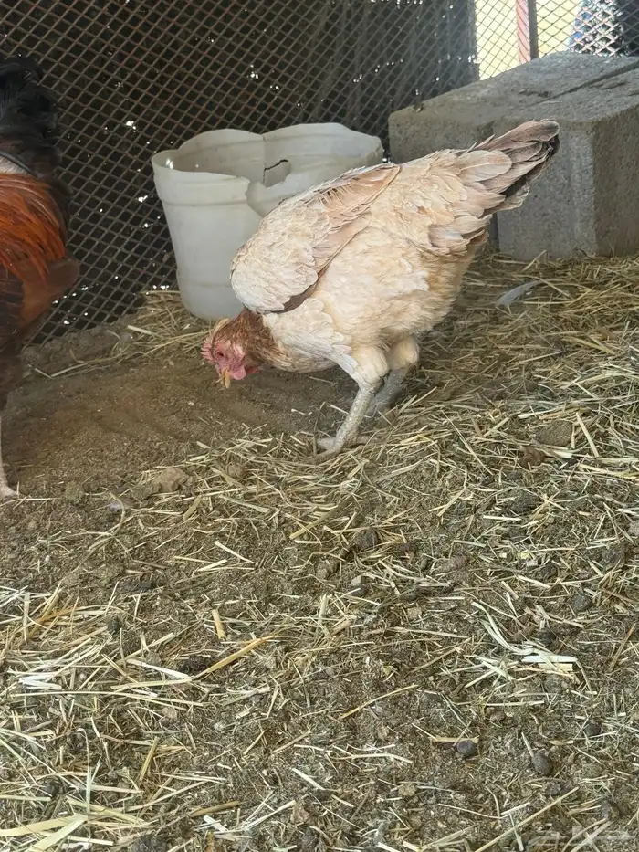 دجاج بلدي 13