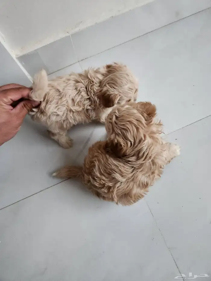 توي بودل للبيع 2