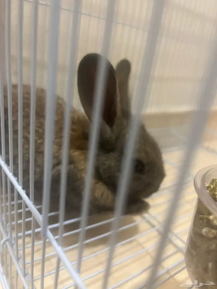 ارنب مشروط من كل شي عمره شهر او زياده والله اعلم 0