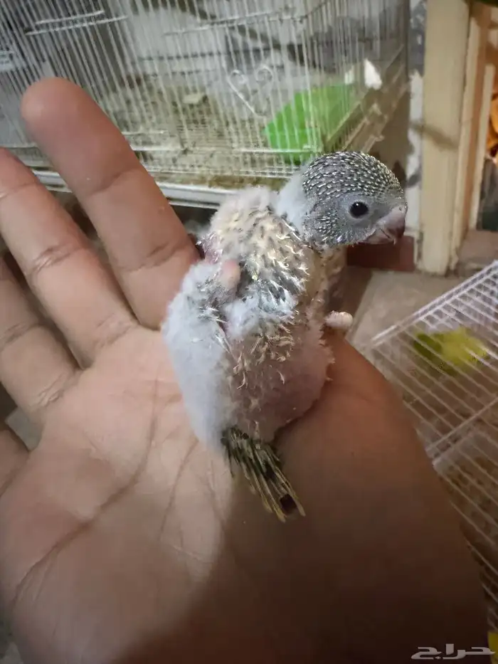 بادجي فرخ للتبني مجان مجان مجان 2