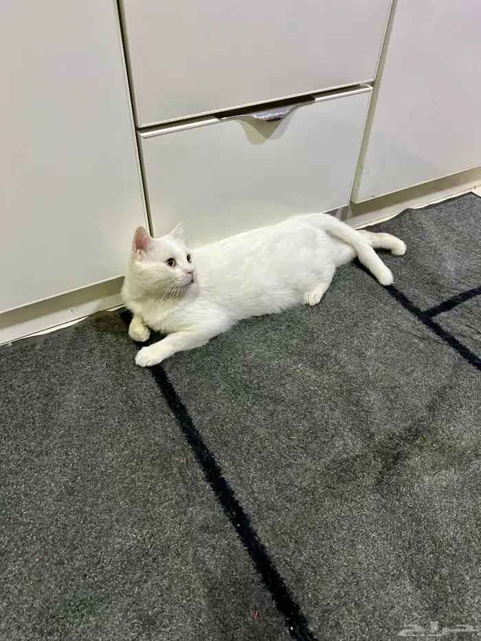 قط للتبني (مجانا ) 6