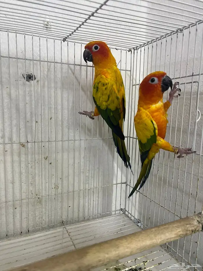 جوز صن كنيور 0