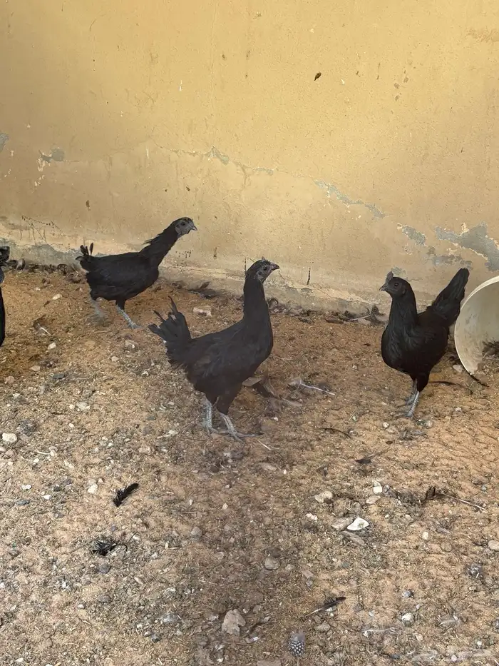 دجاج للبيع اندنوسي 2