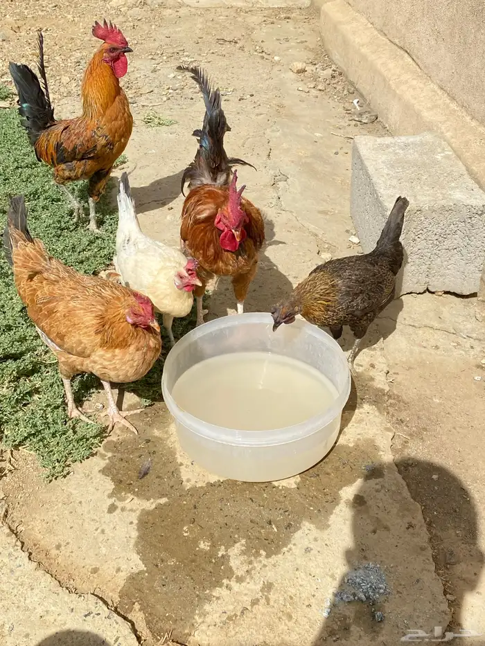 دجاج بلدي للبيع 12