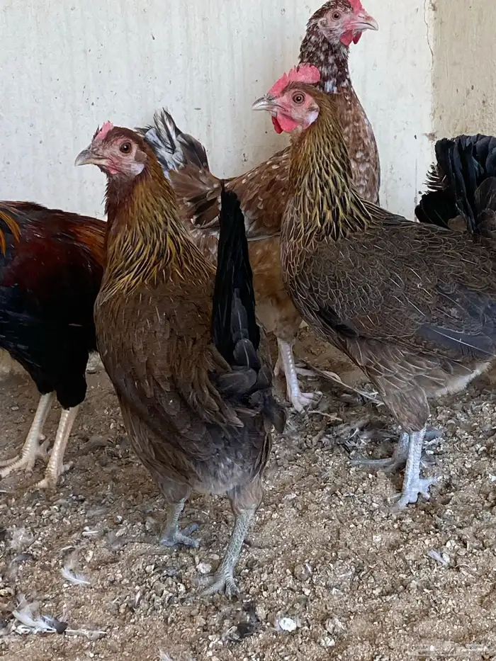 دجاج فري ترثه قديمه (تم البيع) 0