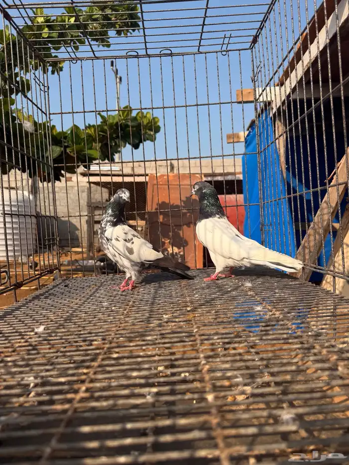 زوج تيدي صافي 1