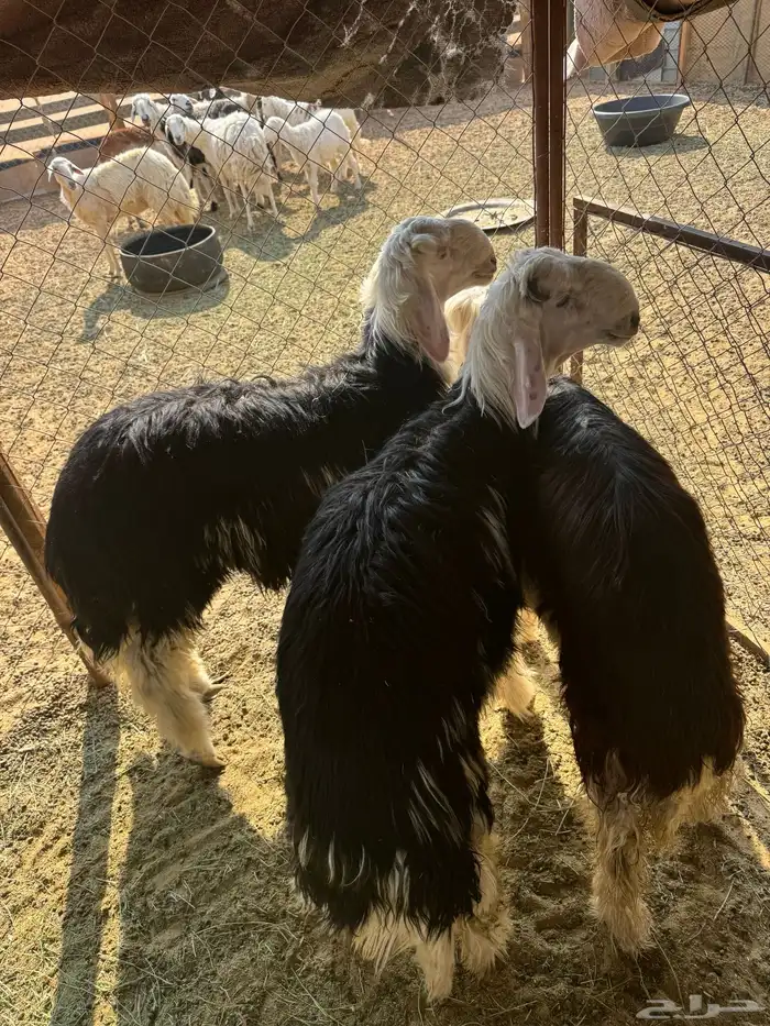 طليان نجد كفووو 3 2