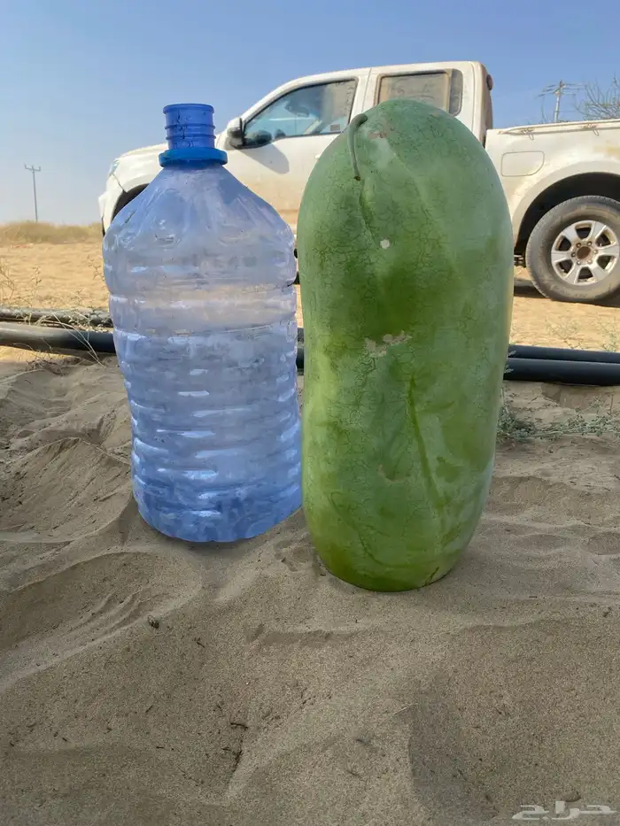 حبحب للبيع القنفذه وادي حلي 1