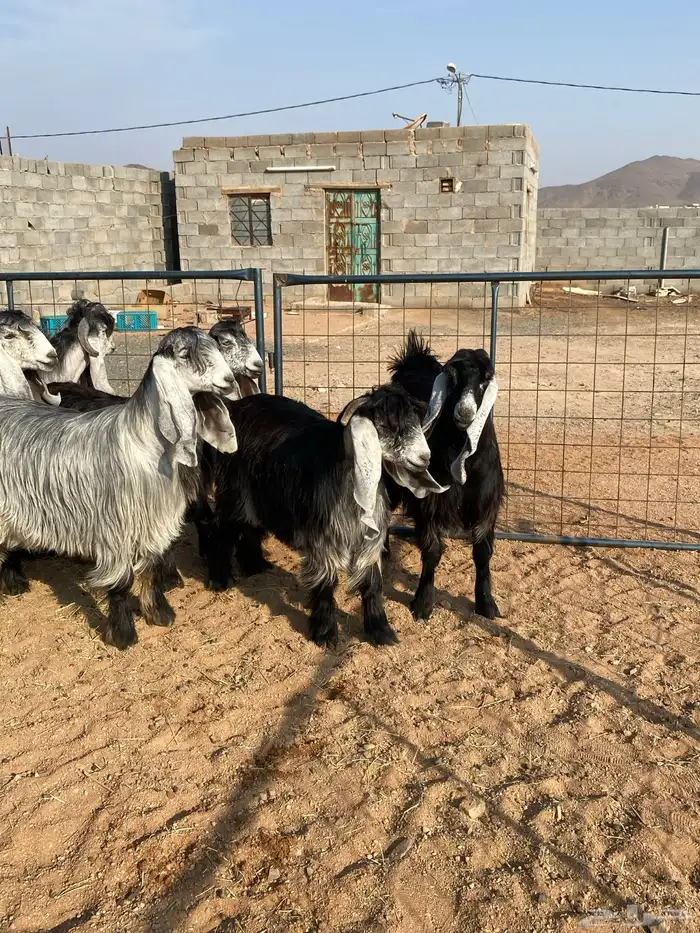 معزا عوارض بفحلها صنف تم البيع تم البيع 5