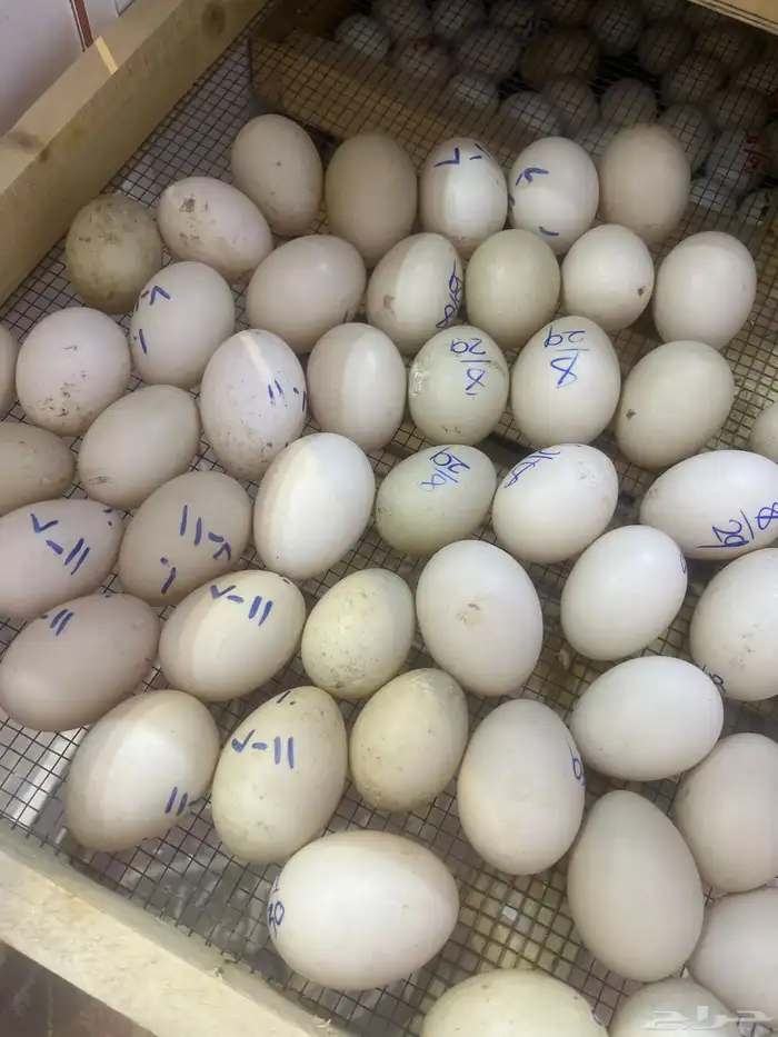 بيض بط شهرمان 1