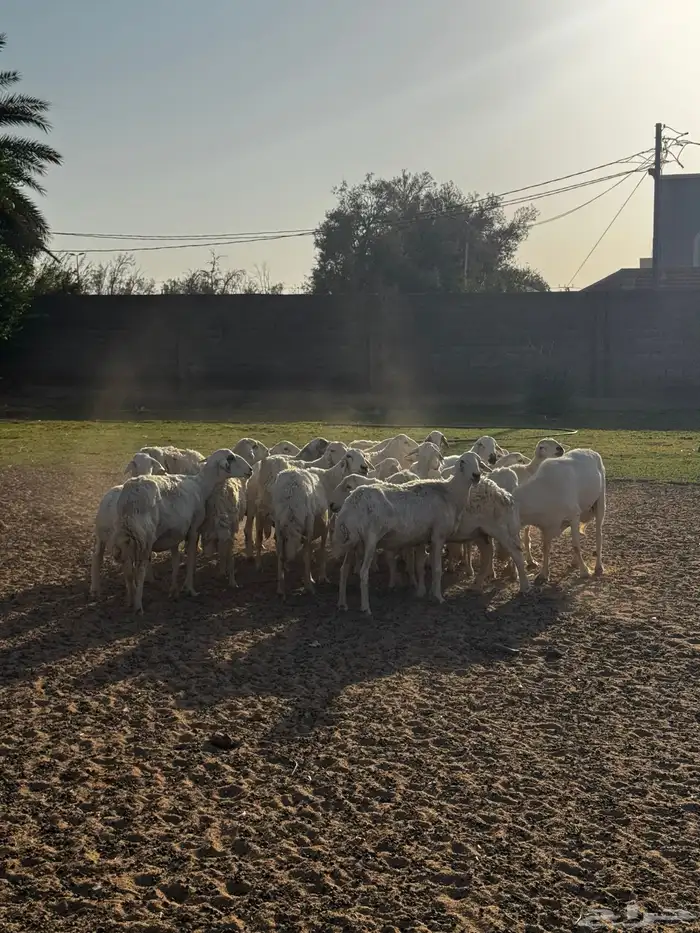 حريات دفع ومضاريع 1