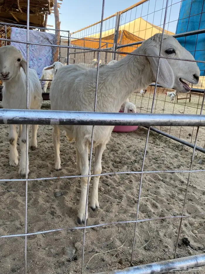 اربعه بهم ثنين من الطليان وثنين من الرخال للبيع سمان 6