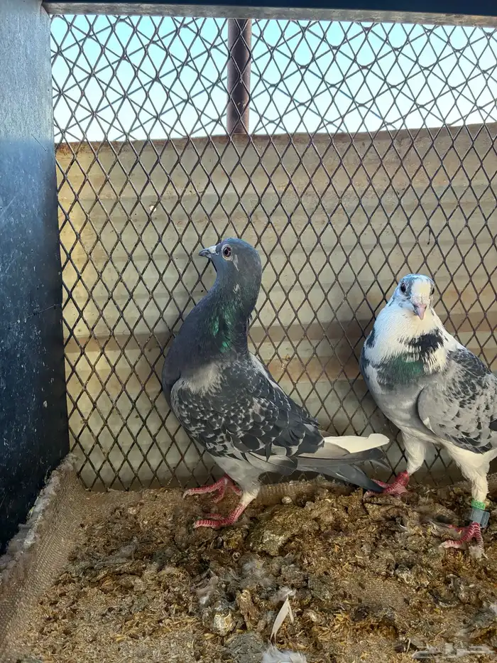 حمام زاجل سباق 0