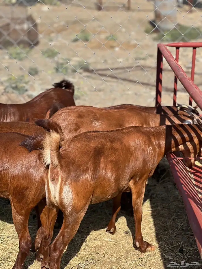 تأسيس مراح فاخر دهم 7